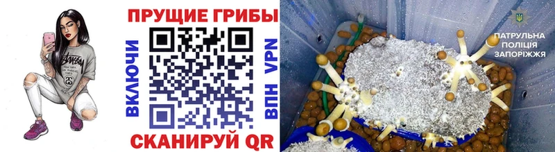 Псилоцибиновые грибы прущие грибы  Купить закладки  Приволжский 